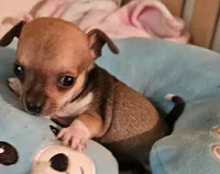 Tyson, a male Chihuahua for sale in Joplin, MO – 6 of 7
