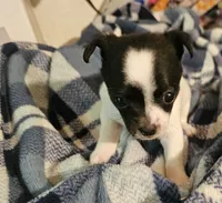 Bentley, a male Chihuahua for sale in Joplin, MO – 7 of 8