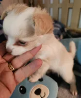 Sparky , a male Chihuahua for sale in Joplin, MO – 7 of 7