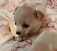 Cupcake, a female Chihuahua for sale in Joplin, MO – 4 of 7