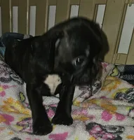 Sadie, a female French Bulldog and Pug for sale in Joplin, MO – 4 of 4
