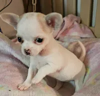 Tinkle, a male Chihuahua for sale in Joplin, MO – 4 of 7