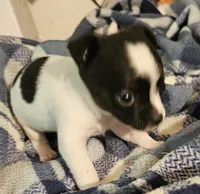 Bentley, a male Chihuahua for sale in Joplin, MO – 3 of 8