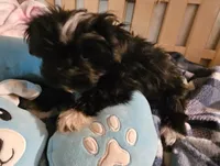 Pistol  Reduced, a male Morkie for sale in Joplin, MO – 4 of 8