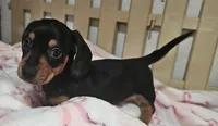 Bailey, a female Miniature Dachshund for sale in Joplin, MO – Photo 4 of 5