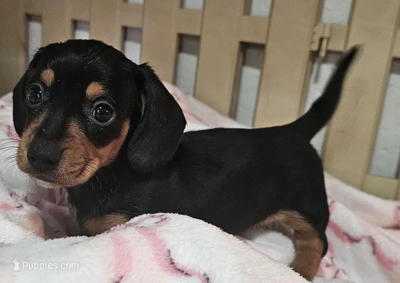 Bailey – Miniature Dachshund puppy for sale in Joplin, MO