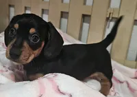 Bailey, a female Miniature Dachshund for sale in Joplin, MO – Photo 1 of 5
