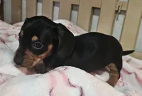 Bailey, a female Miniature Dachshund for sale in Joplin, MO – Photo 2 of 5