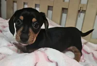 Bailey, a female Miniature Dachshund for sale in Joplin, MO – Photo 3 of 5