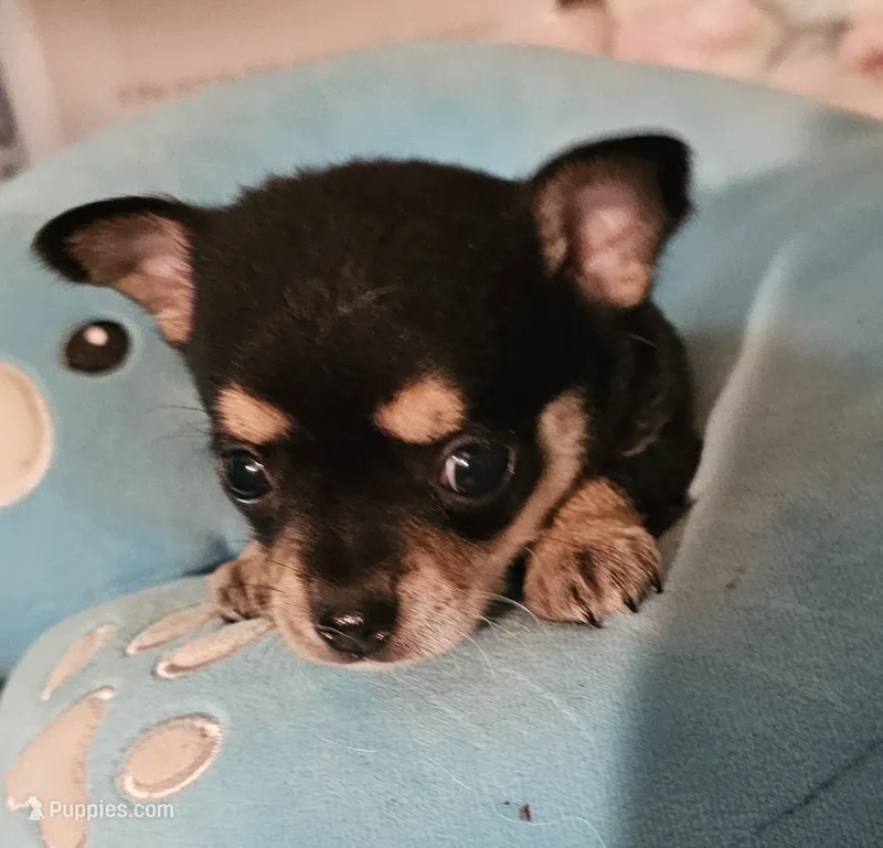 Corky – Chihuahua puppy for sale in Joplin, MO