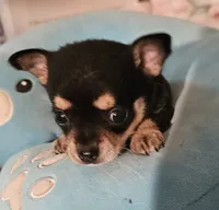 Corky, a male Chihuahua for sale in Joplin, MO – 1 of 8