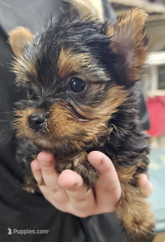 Daisy – Yorkshire Terrier puppy for sale in Joplin, MO