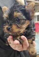 Daisy, a female Yorkshire Terrier for sale in Joplin, MO – Photo 1 of 7