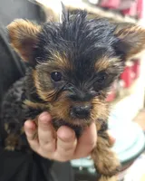Daisy, a female Yorkshire Terrier for sale in Joplin, MO – Photo 5 of 7