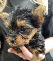 Daisy, a female Yorkshire Terrier for sale in Joplin, MO – Photo 7 of 7