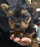 Daisy, a female Yorkshire Terrier for sale in Joplin, MO – Photo 6 of 7