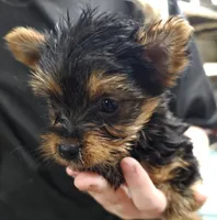 Daisy, a female Yorkshire Terrier for sale in Joplin, MO – Photo 4 of 7