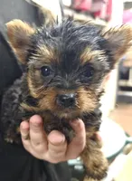 Daisy, a female Yorkshire Terrier for sale in Joplin, MO – Photo 2 of 7