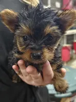 Daisy, a female Yorkshire Terrier for sale in Joplin, MO – Photo 3 of 7