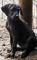 Tory, a male Great Dane and Poodle - Standard  for sale in Joplin, MO – 2 of 3