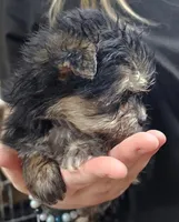 Cotton, a female Morkie for sale in Joplin, MO – Photo 2 of 7