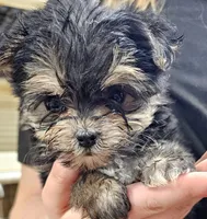 Cotton, a female Morkie for sale in Joplin, MO – Photo 6 of 7