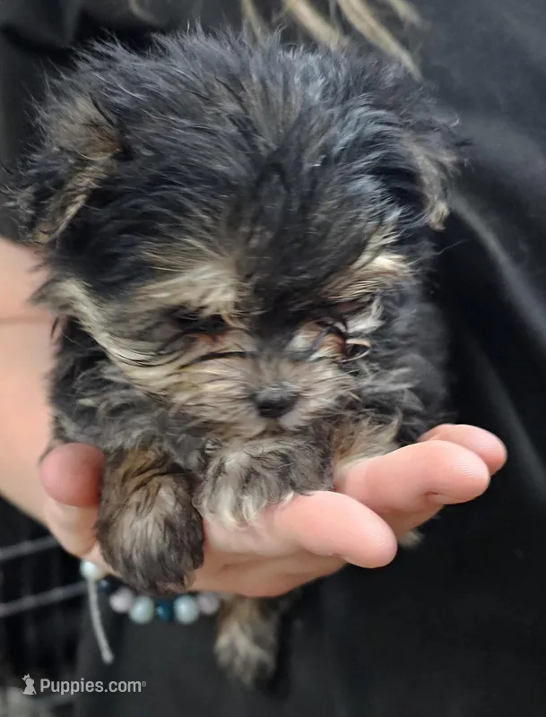Cotton – Morkie puppy for sale in Joplin, MO