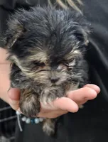 Cotton, a female Morkie for sale in Joplin, MO – Photo 1 of 7