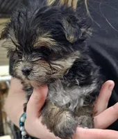 Cotton, a female Morkie for sale in Joplin, MO – Photo 4 of 7