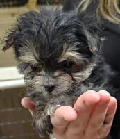 Cotton, a female Morkie for sale in Joplin, MO – Photo 3 of 7