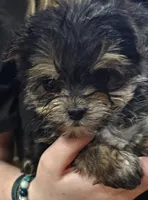 Cotton, a female Morkie for sale in Joplin, MO – Photo 7 of 7