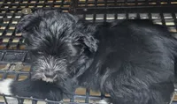 Spaz, a male Morkie for sale in Joplin, MO – 6 of 7