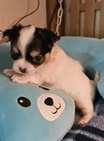 Whiskey, a male Chihuahua for sale in Joplin, MO – 5 of 6