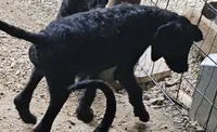 Sherry, a female Great Dane and Poodle - Standard  for sale in Joplin, MO – 3 of 4