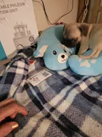 Timmy, a male French Bulldog and Pug for sale in Joplin, MO – 9 of 9