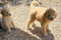 Callie, a female Great Pyrenees and Poodle - Standard  for sale in Joplin, MO – 3 of 6
