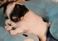 Whiskey, a male Chihuahua for sale in Joplin, MO – 2 of 6