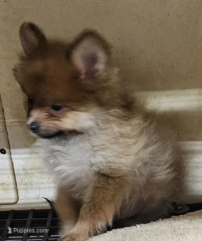 Willy – Pomeranian puppy for sale in Joplin, MO