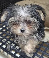 Sally on sale, a female Morkie for sale in Joplin, MO – 5 of 5