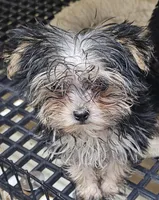 Sally on sale, a female Morkie for sale in Joplin, MO – 3 of 5