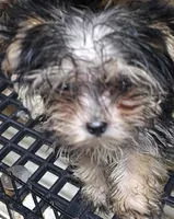 Sally on sale, a female Morkie for sale in Joplin, MO – 2 of 5