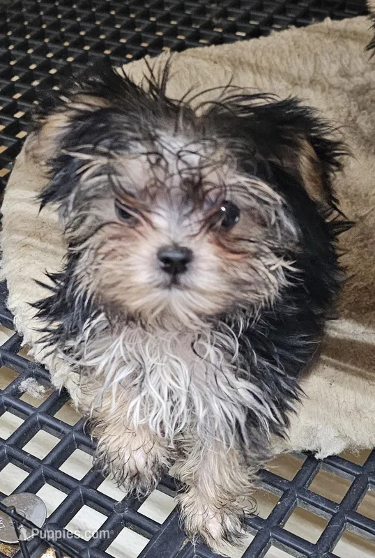 Sally – Morkie puppy for sale in Joplin, MO