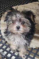 Sally on sale, a female Morkie for sale in Joplin, MO – 1 of 5
