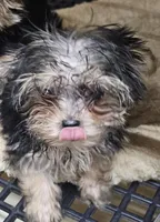 Sally on sale, a female Morkie for sale in Joplin, MO – 4 of 5