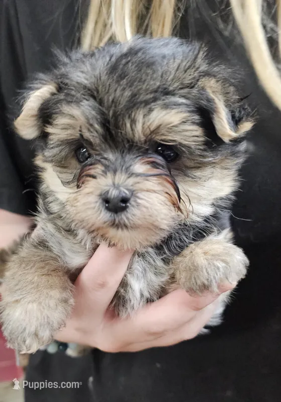 Sally – Morkie puppy for sale in Joplin, MO