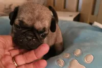 Jenkins, a male Pug for sale in Joplin, MO – Photo 5 of 6