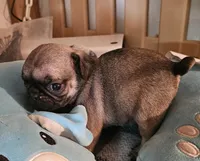 Jenkins, a male Pug for sale in Joplin, MO – Photo 4 of 6