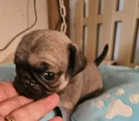 Jenkins, a male Pug for sale in Joplin, MO – Photo 2 of 6