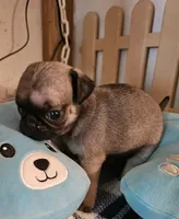 Jenkins, a male Pug for sale in Joplin, MO – Photo 3 of 6