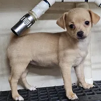 Tess, a female Chihuahua for sale in Joplin, MO – 3 of 8
